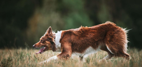 Emenems Quickstep Qelly