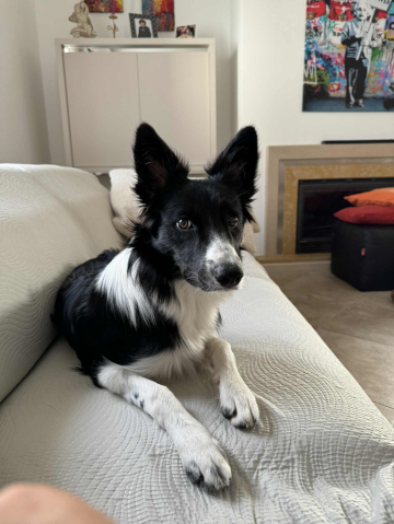 Simply Fab Git Shepter