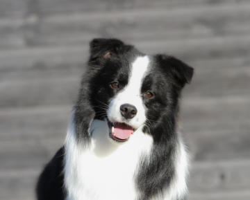 Simaro Business As Usual