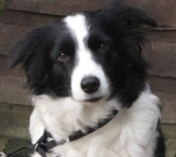 Fernhaven Jaysali April Magic