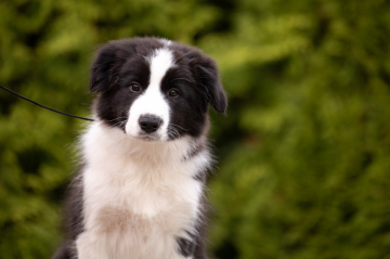 Queenline Flight of the Dragon