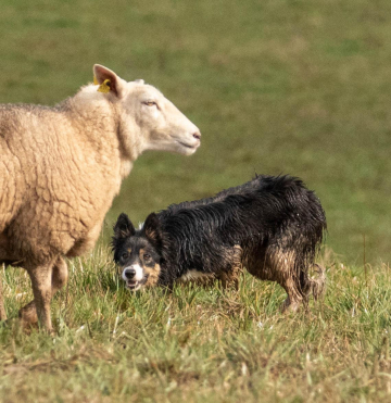 Thai Chili Pepper Des Bordes De Jerloo