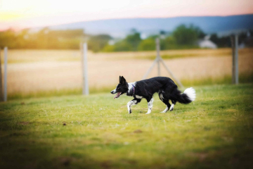 Chase Your Disc Neytiri Dancing Paws