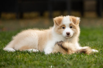 Etna z Pocztowej Border Collie