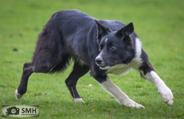 Cornbeg Jet