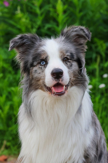 Shadoway's Domino Dancing