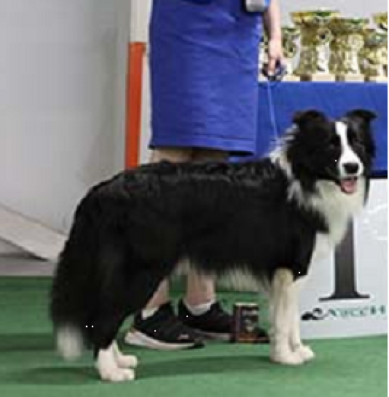 Country Mastif Remar