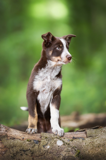 Lilou's Legacy Y' All Call Me Nessie