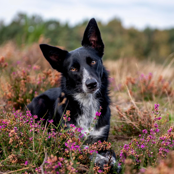 Smart As A Whip Undercontrol