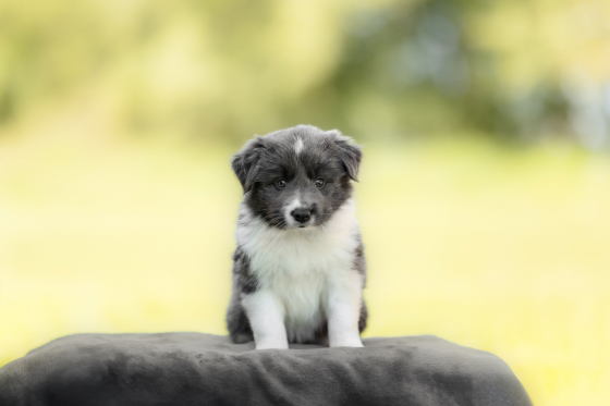 Aka Gismo Blaze the Way