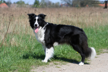 Bekwey Dream On To Dumf And Galwy