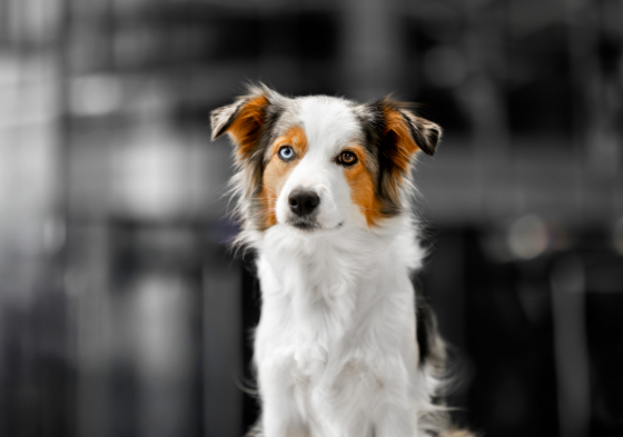 Zulema Rozi Dreams Come True