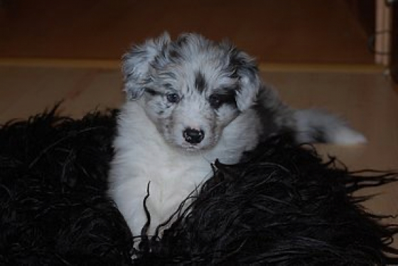 Enonae Be Falcor