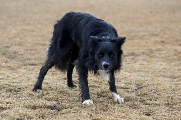 Fenrir Ferencik