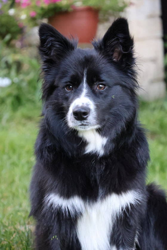 Athyn Iona Skyrim's Heart