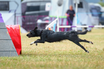 Darleyfalls Go Your Own Way