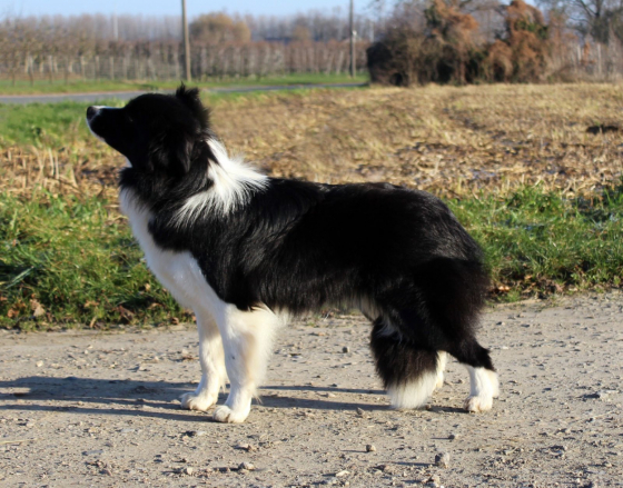 Mystic Realms Yield to My Fire Diamond