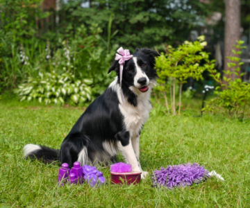 Rowena Miss Perfection