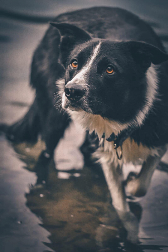 Gingerbell Esco Col Quad