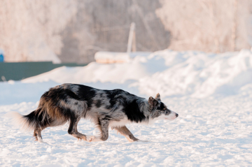 Nafani Celestial Shining Star