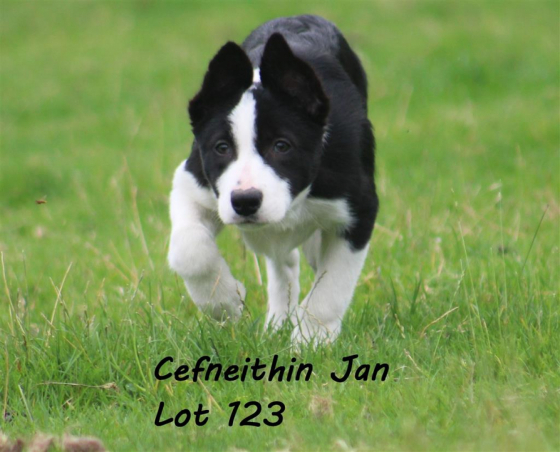 Cefneithin Jan