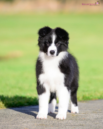 Pukawidgee Moon On A String