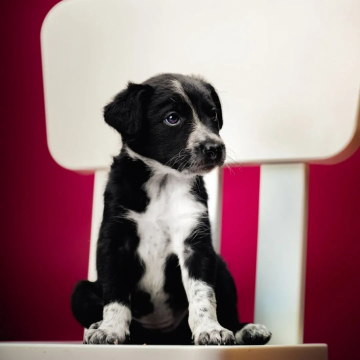 Divine Madness I Am Kirin Born For You