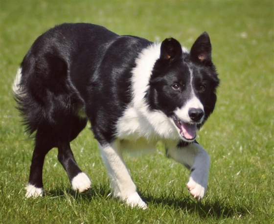 Pentre Joey