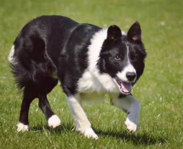 Pentre Joey