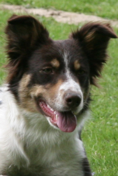 I Am Kiwi From Doggone Borders