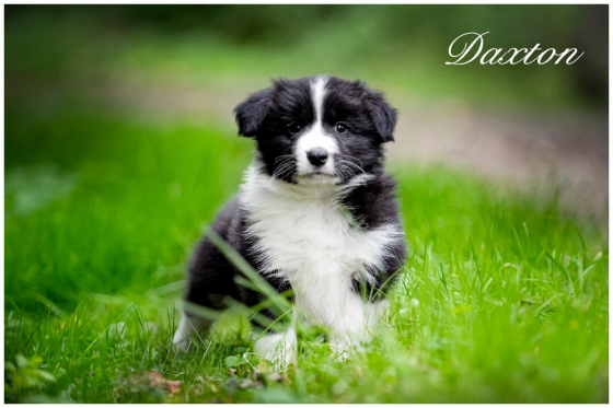 Delong Line Daxton