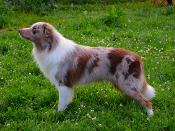 Ryzhaya Molniya Beovulf