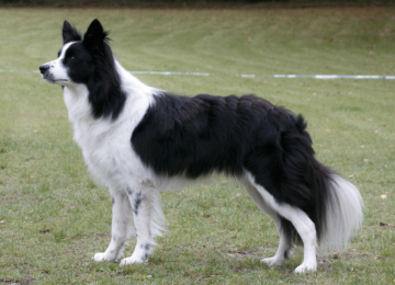 Dumf And Galwy Multitasking