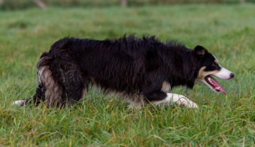 Lowland's Blacksmith Quest