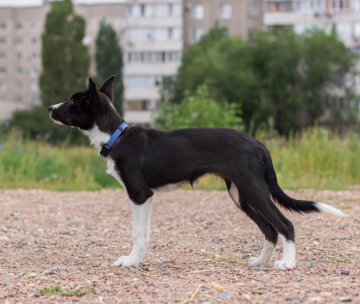 Araleza's Way Elite Obedience