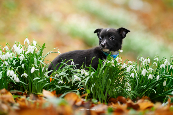 Zenith Chaos of Highland Heather