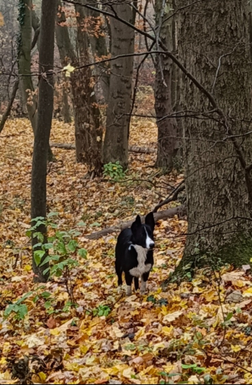 Becca De La Ferme Du Sideras