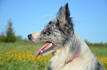 Aisknekht Albus Dumbledore