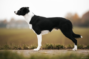 Jetset Shooting Star of Noble County