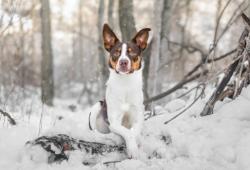 Cooper Crazy Diamond Andy Neo