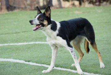 Y Esshivah Smoking Gun Rodes Farm Nevada Hybrid Concept