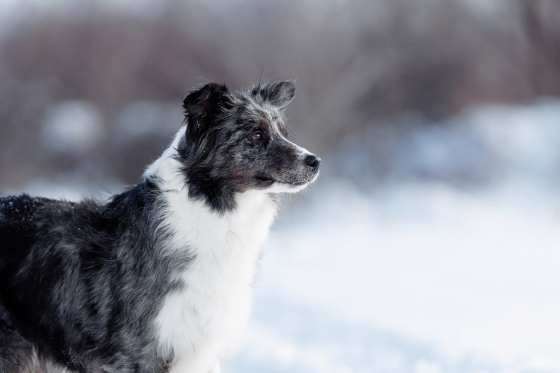 Ryzhaya Molniya Gelaksi