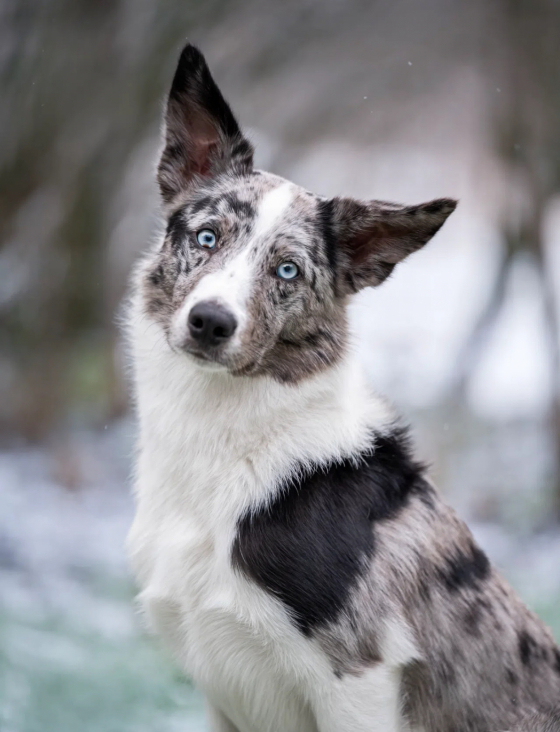 For Example Full House