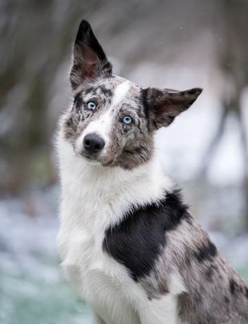 For Example Full House