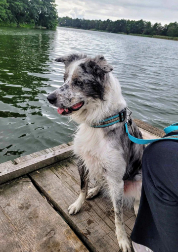 I Love Picasso It's my Dreamland