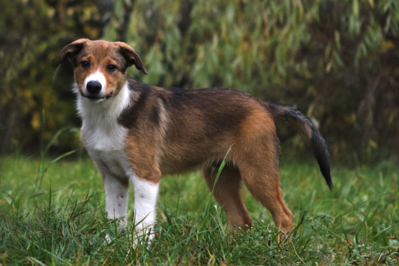 Golden Boy Von Der Espenstrasse