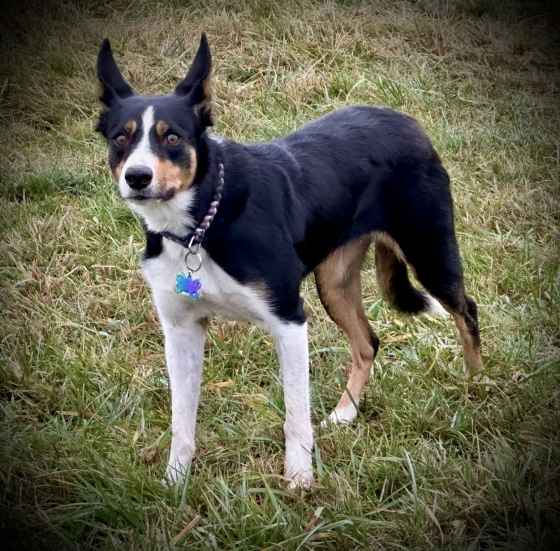 U'kim du Domaine du Baschberri