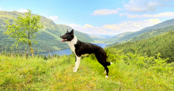 Crofters Alba