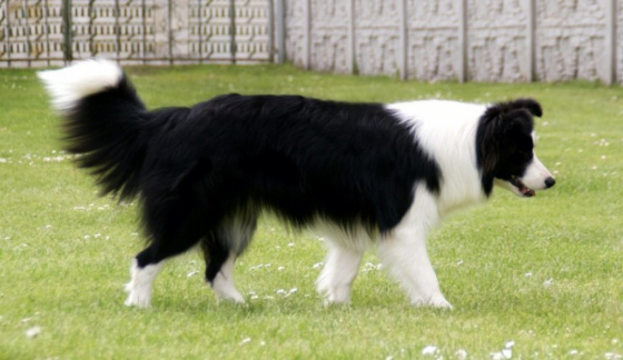 Myanmar Del Quatro Amo