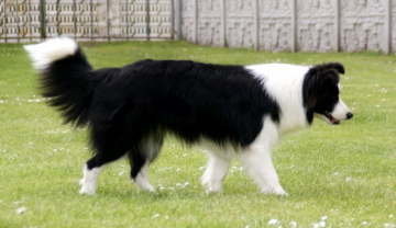 Myanmar Del Quatro Amo